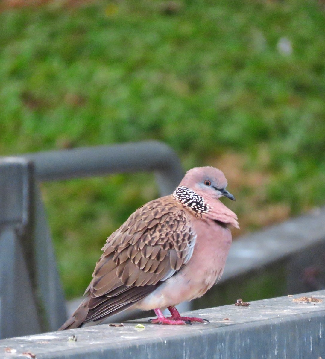 Spotted Dove - ML639350208