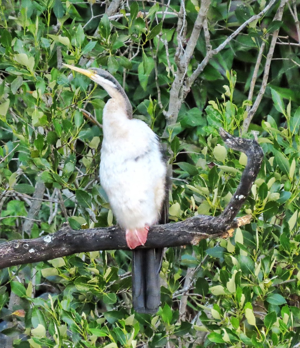 Australasian Darter - ML639350210