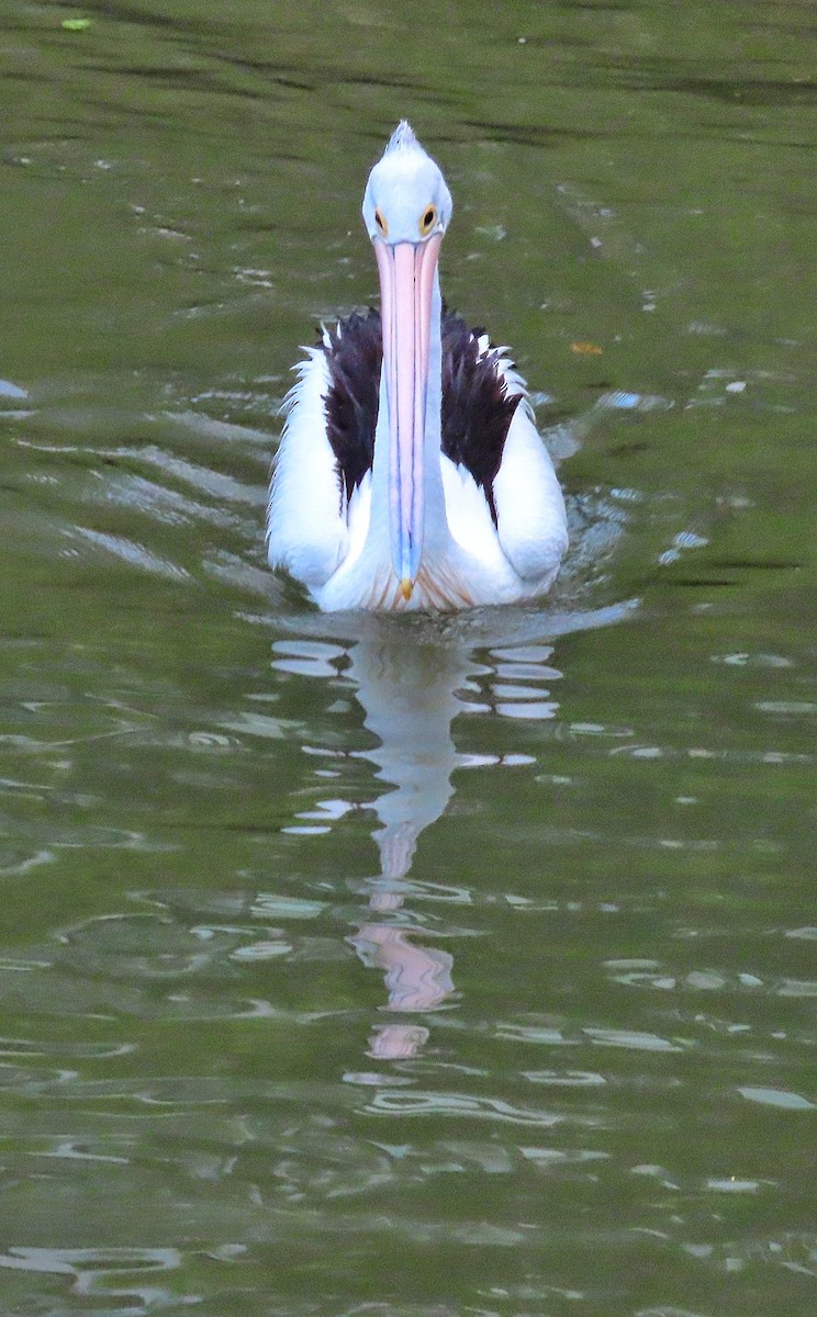 Australian Pelican - ML639350215