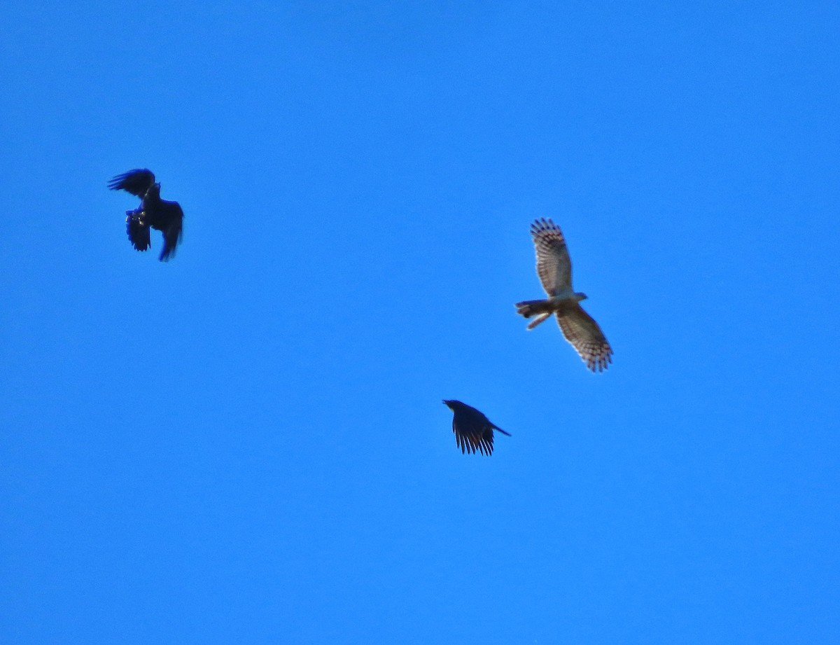 Pacific Baza - ML639350220