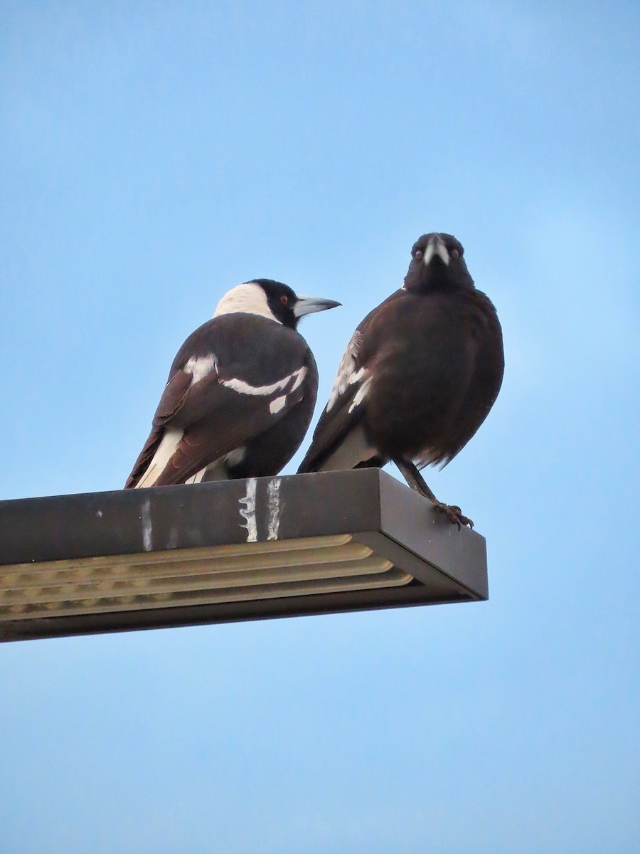 Australian Magpie - ML639350241