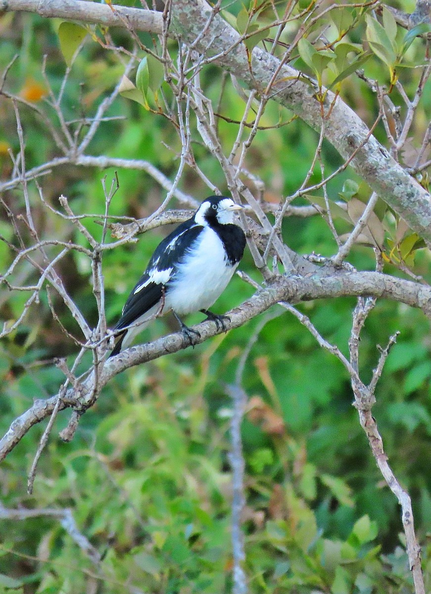 Magpie-lark - ML639350245