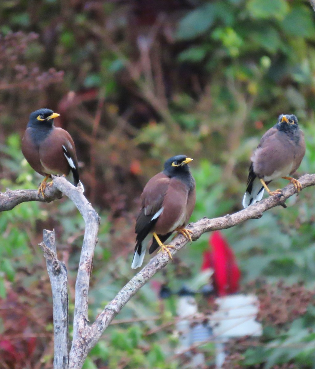 Common Myna - ML639350248