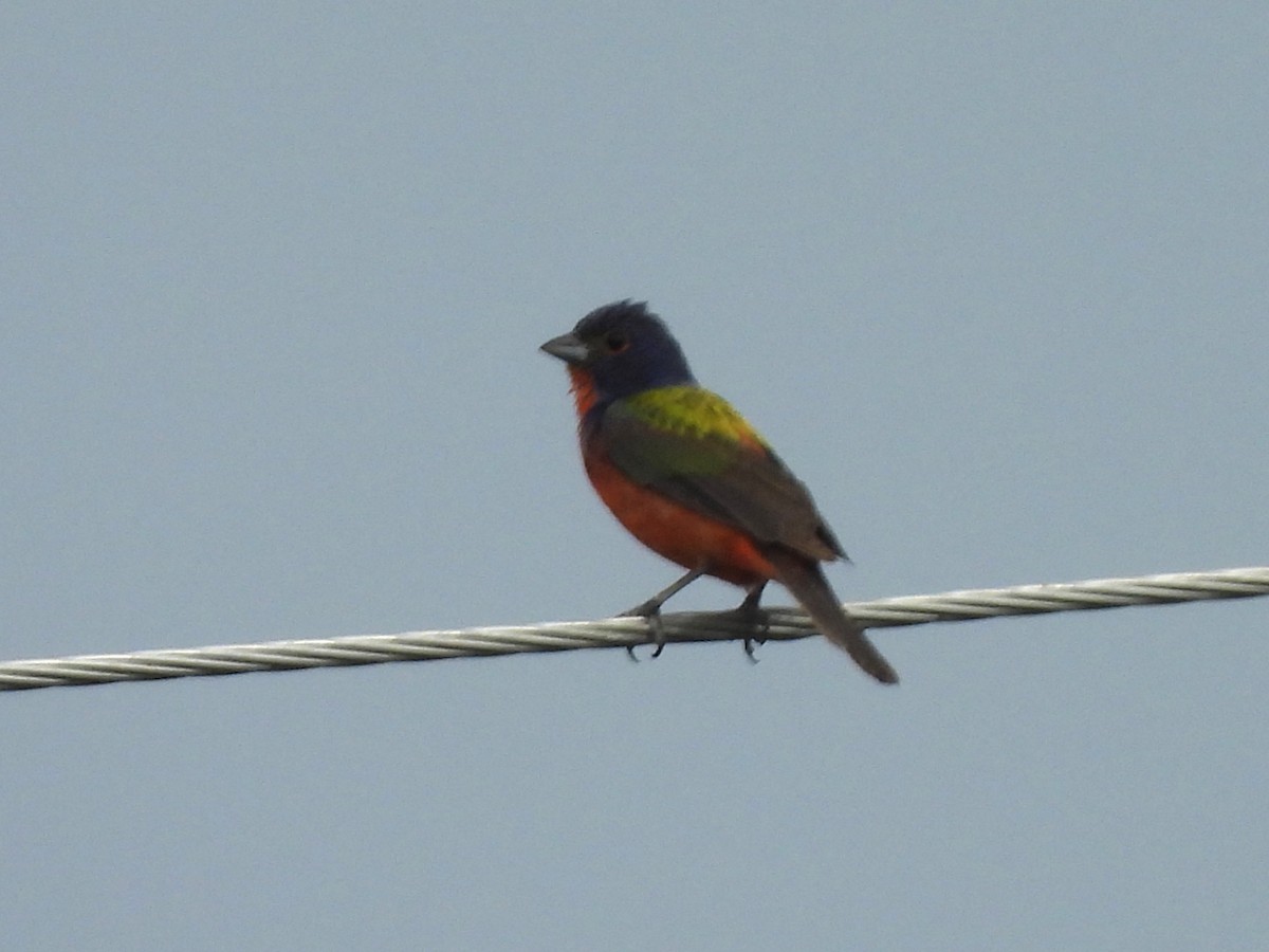 Painted Bunting - ML639350354
