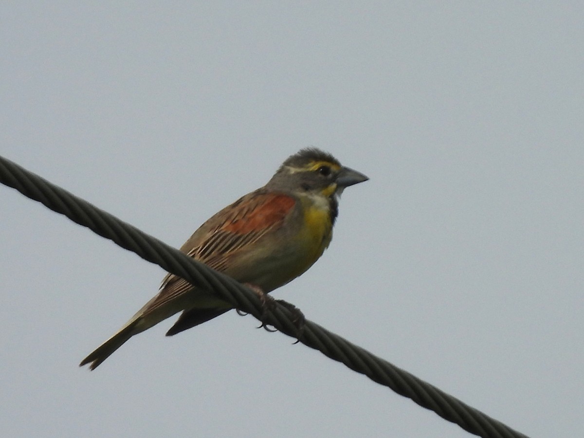 Dickcissel - ML639350414