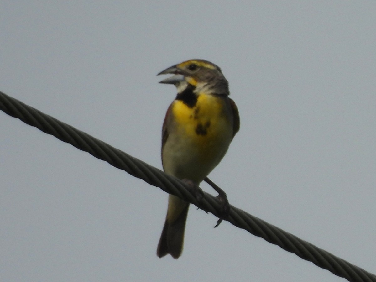 Dickcissel - ML639350416