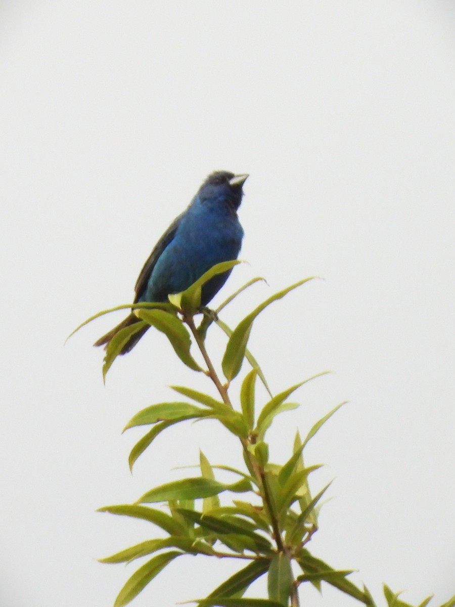 Indigo Bunting - ML639350425