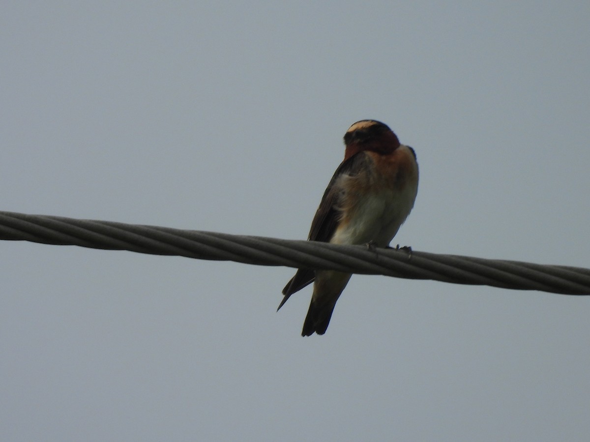 Cliff Swallow (pyrrhonota Group) - ML639350488