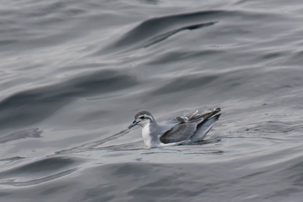 Slender-billed Prion - ML639350494
