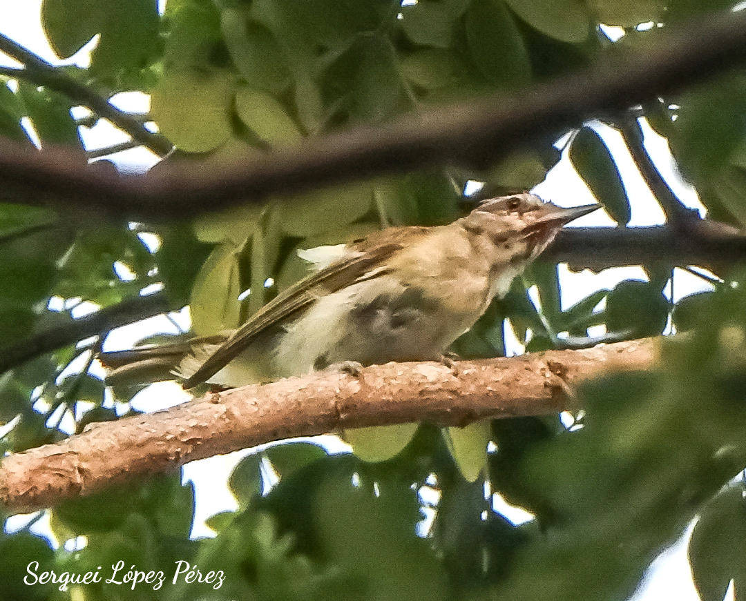 Black-whiskered Vireo - ML639350544