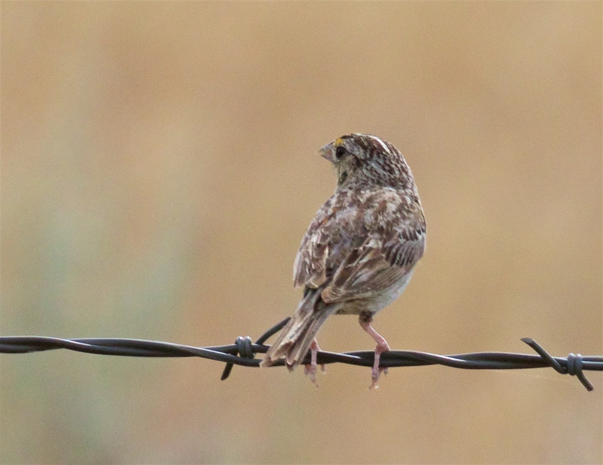 Grasshopper Sparrow - ML639350671