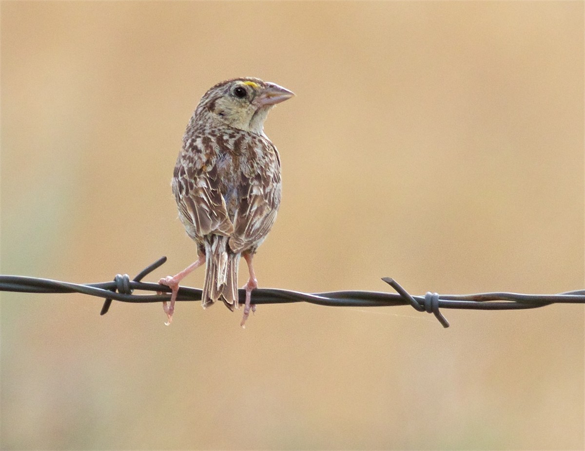 Grasshopper Sparrow - ML639350672
