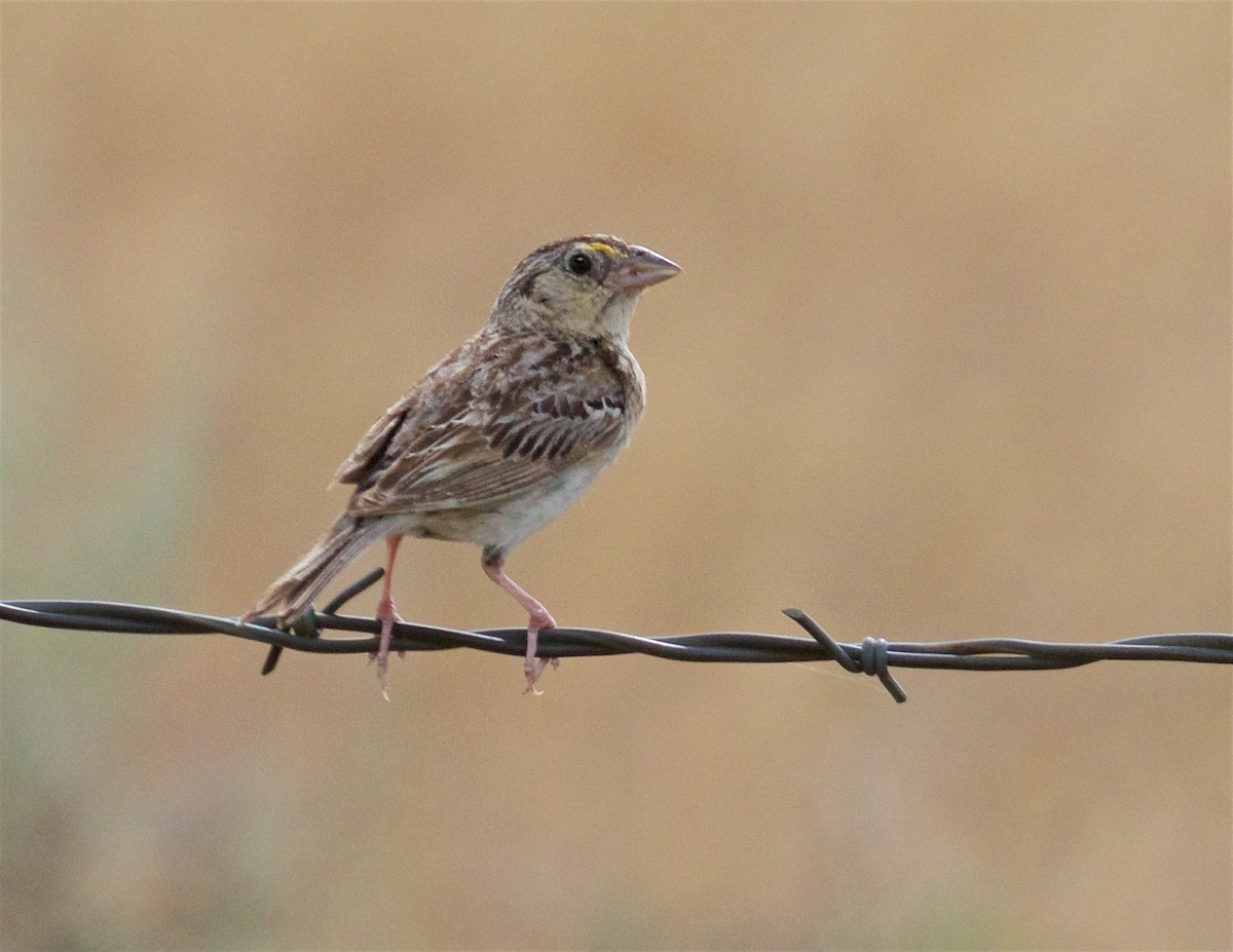 Grasshopper Sparrow - ML639350673