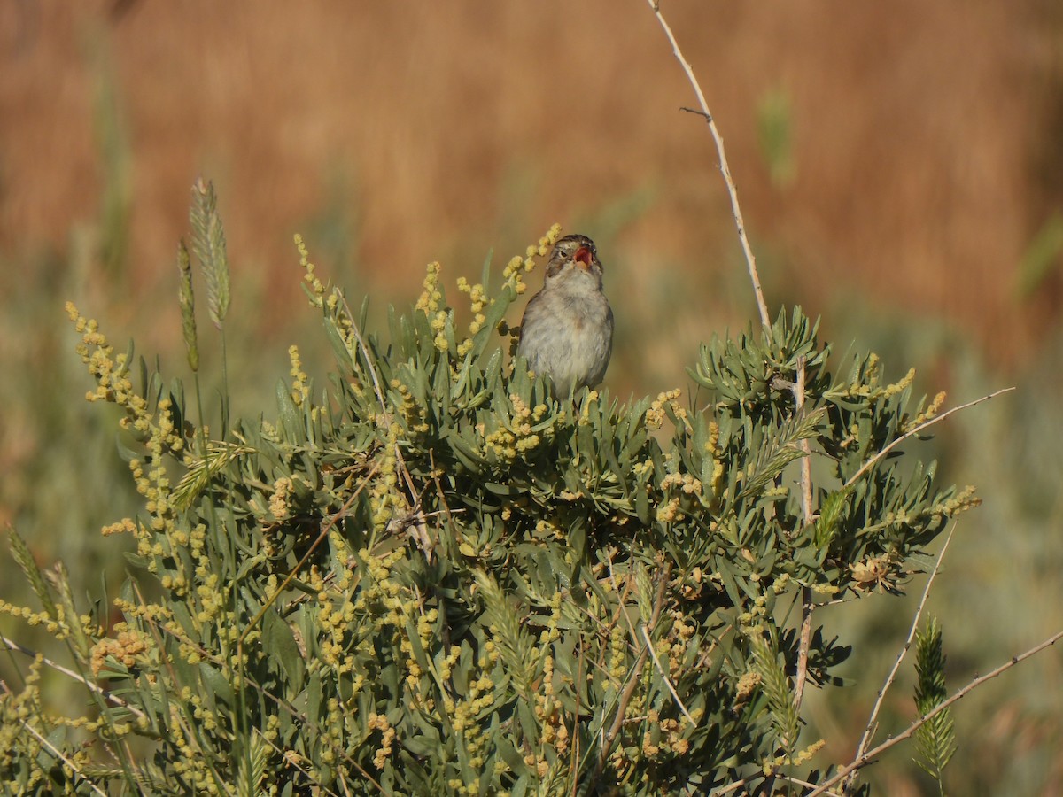 Brewer's Sparrow - ML639350731