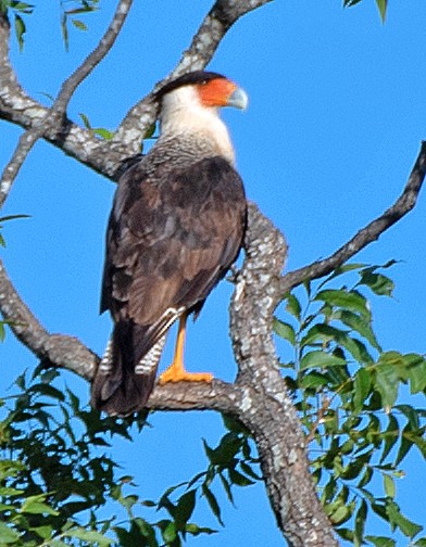 Crested Caracara (Northern) - ML639350734