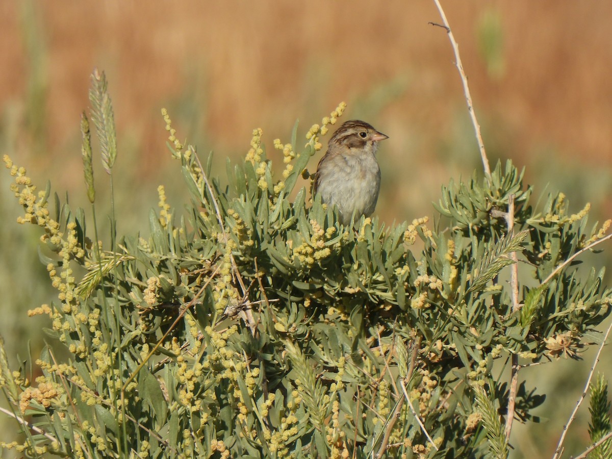 Brewer's Sparrow - ML639350740