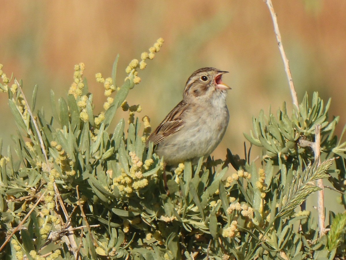 Brewer's Sparrow - ML639350757