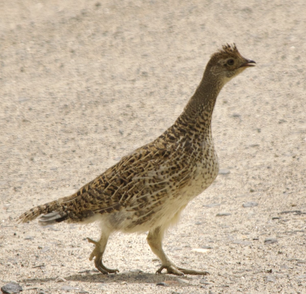 Dusky Grouse - ML639350807
