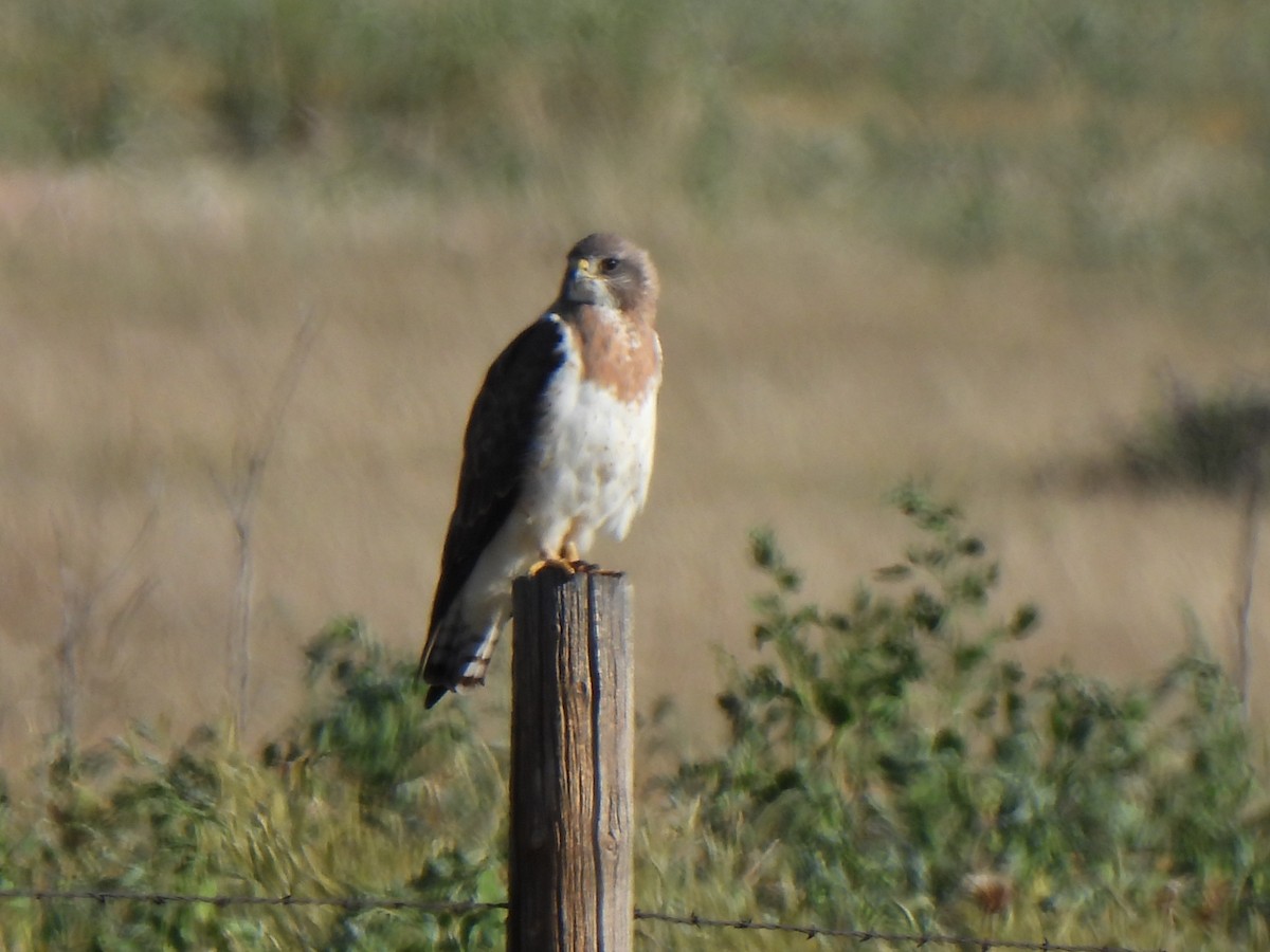 Swainson's Hawk - ML639350811