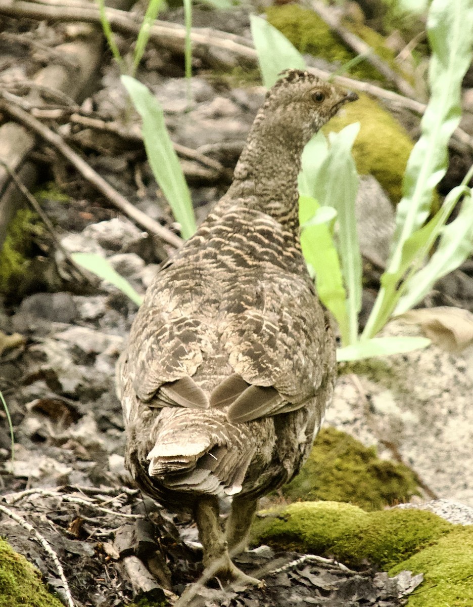 Dusky Grouse - ML639350813