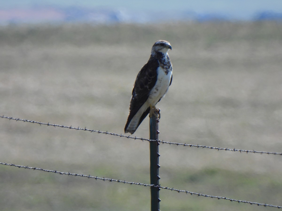 Swainson's Hawk - ML639350830