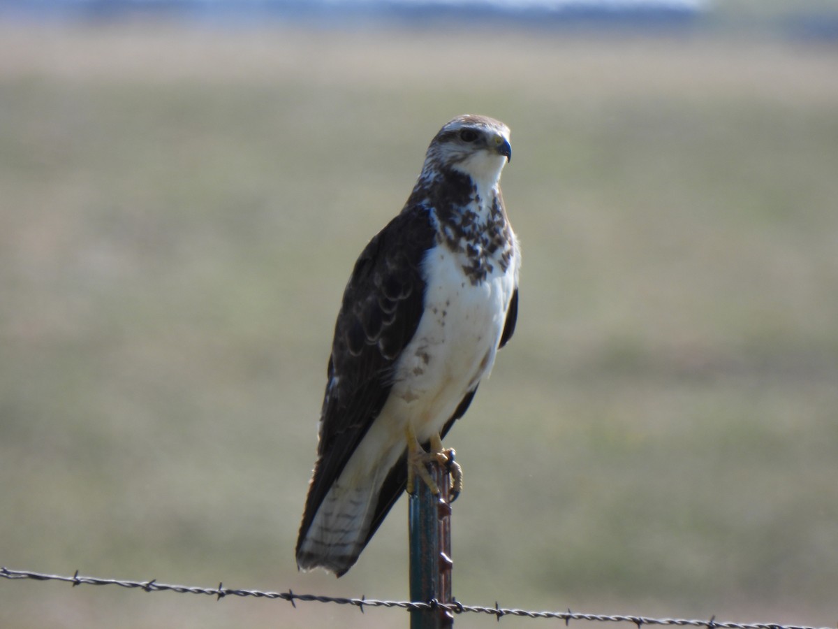 Swainson's Hawk - ML639350840