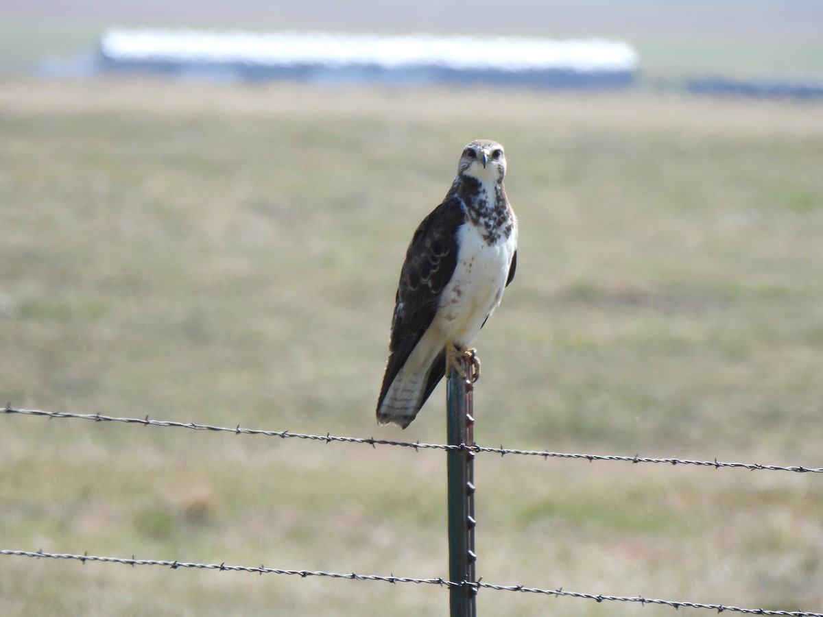 Swainson's Hawk - ML639350848