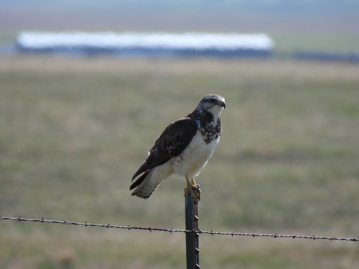 Swainson's Hawk - ML639350850