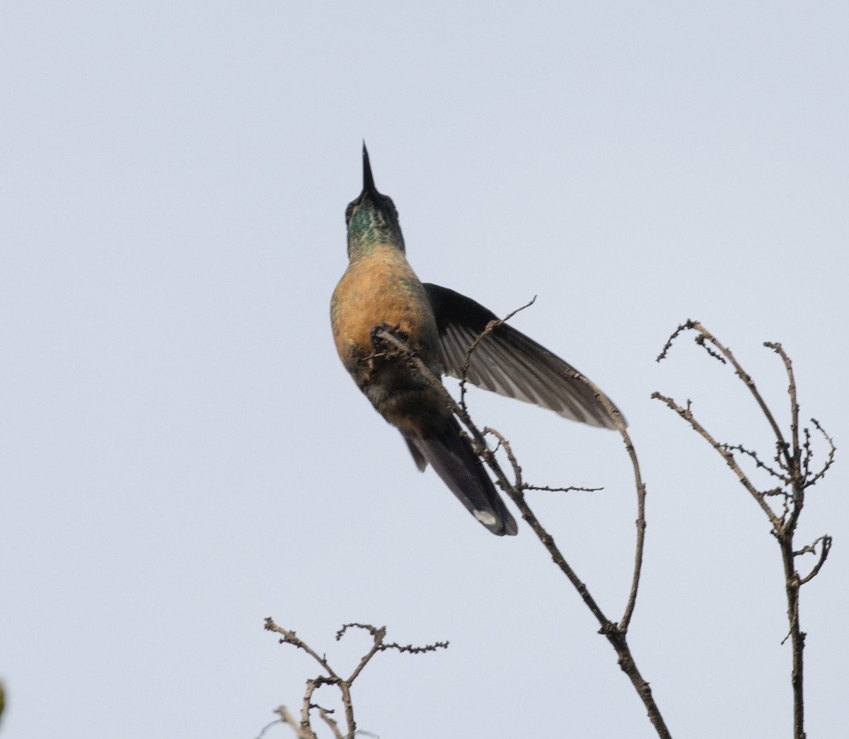 Long-tailed Sylph - ML639350851