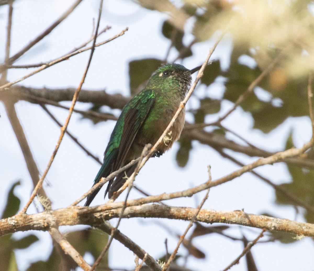 Long-tailed Sylph - ML639350852