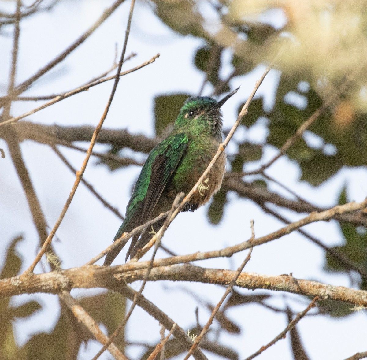 Long-tailed Sylph - ML639350853