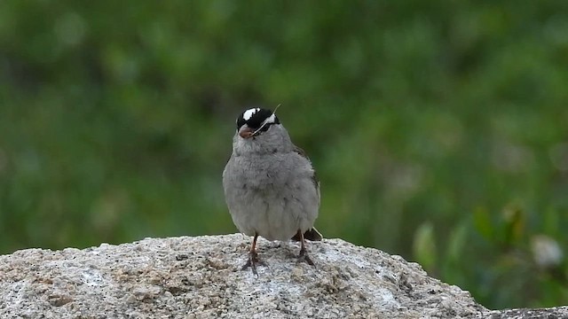 White-crowned Sparrow (oriantha) - ML639350857