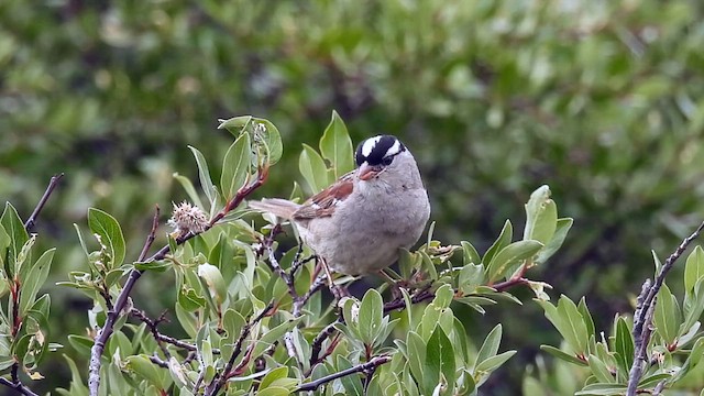 White-crowned Sparrow (oriantha) - ML639350858