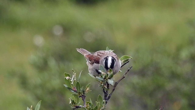 White-crowned Sparrow (oriantha) - ML639350860