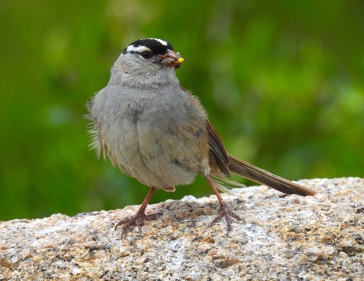 White-crowned Sparrow (oriantha) - ML639350862