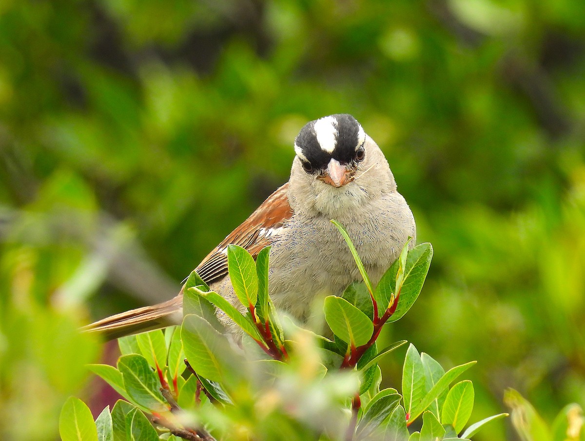 White-crowned Sparrow (oriantha) - ML639350866