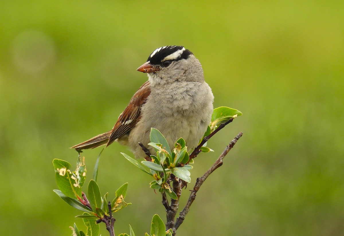 White-crowned Sparrow (oriantha) - ML639350868