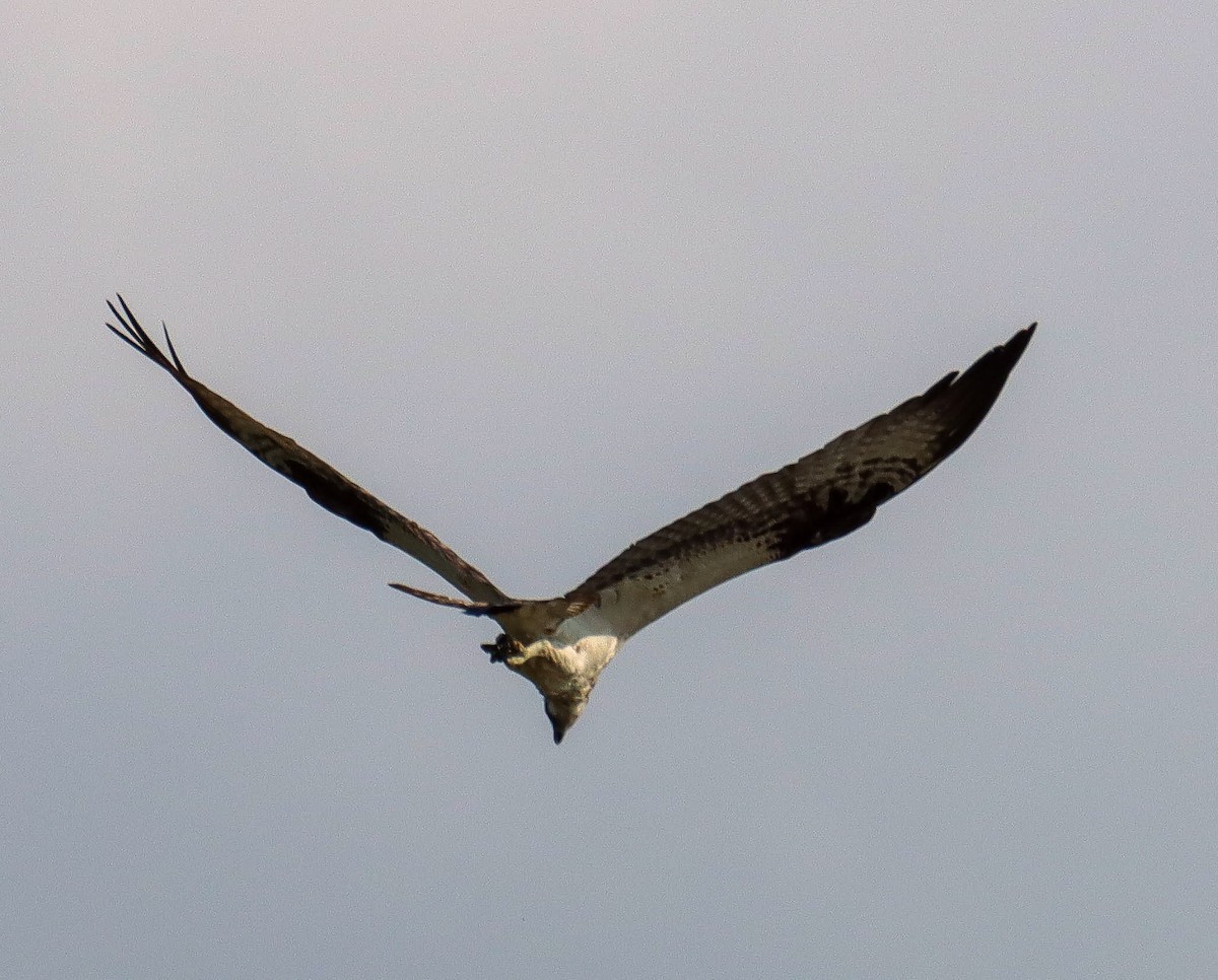 Balbuzard pêcheur - ML639350869