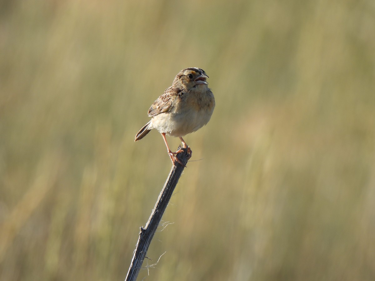 Grasshopper Sparrow - ML639350877