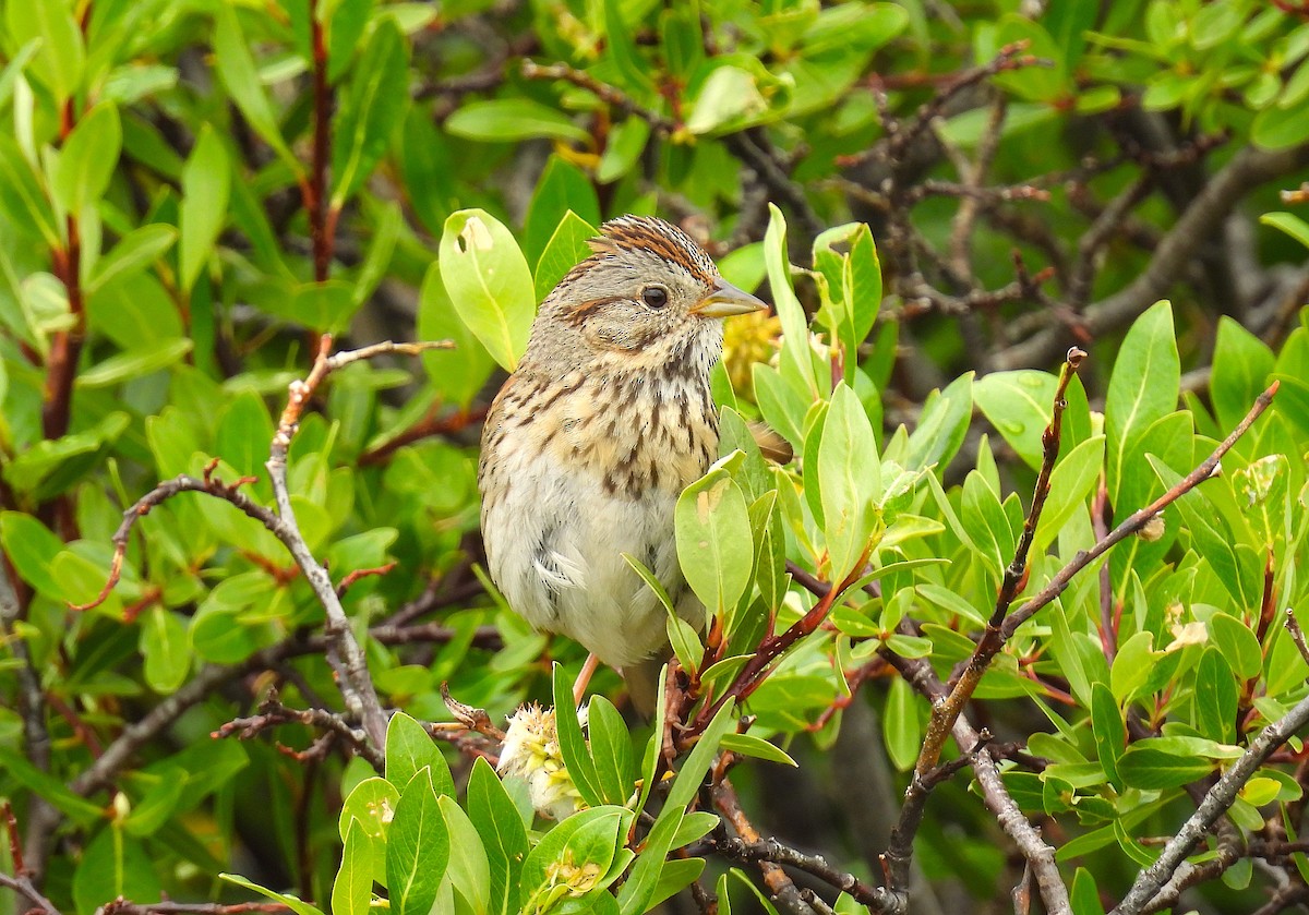 Lincoln's Sparrow - ML639350878