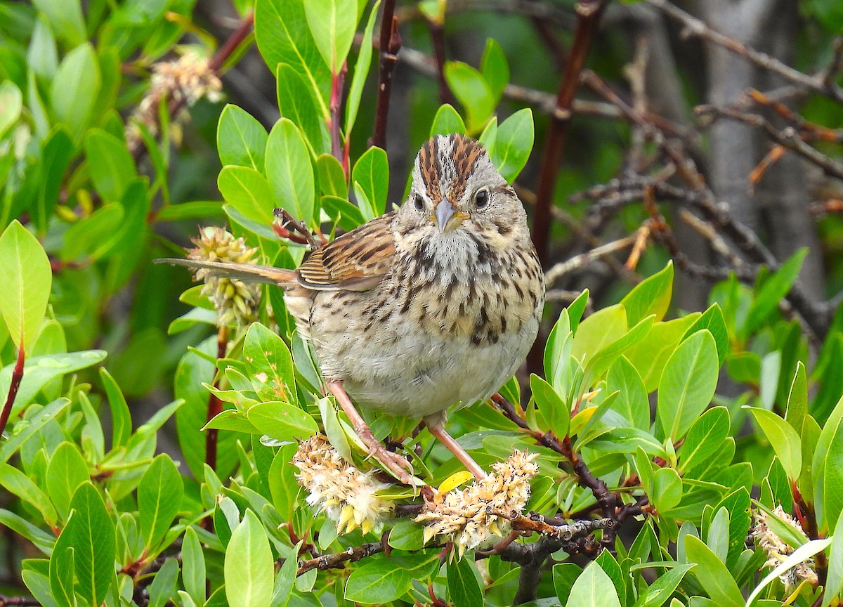 Lincoln's Sparrow - ML639350879
