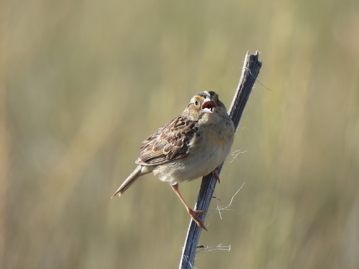 Grasshopper Sparrow - ML639350892