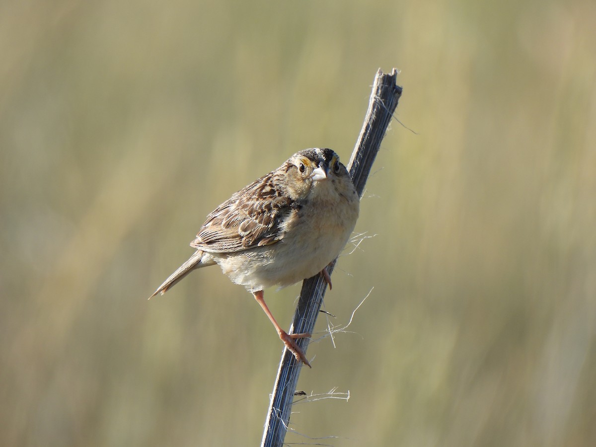 Grasshopper Sparrow - ML639350895