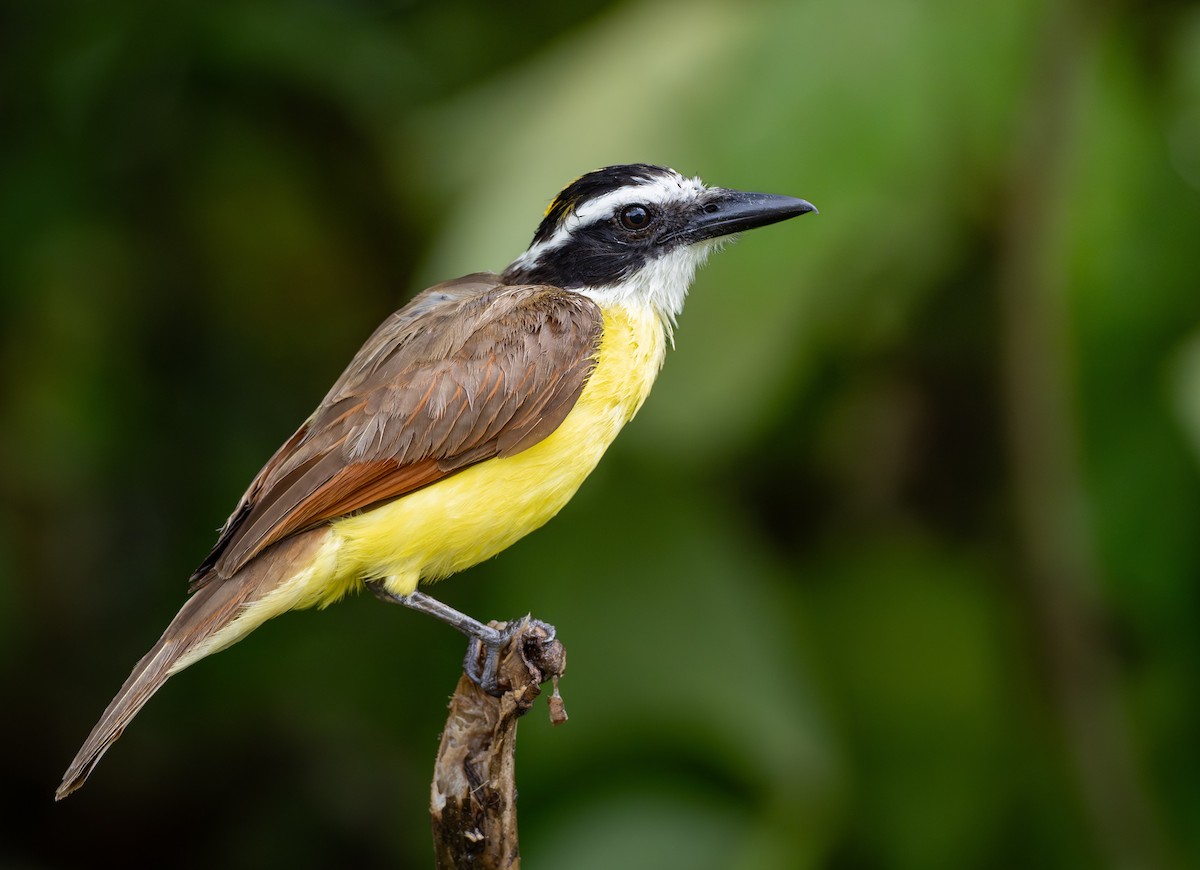 Great Kiskadee - Lawrence Rhoads