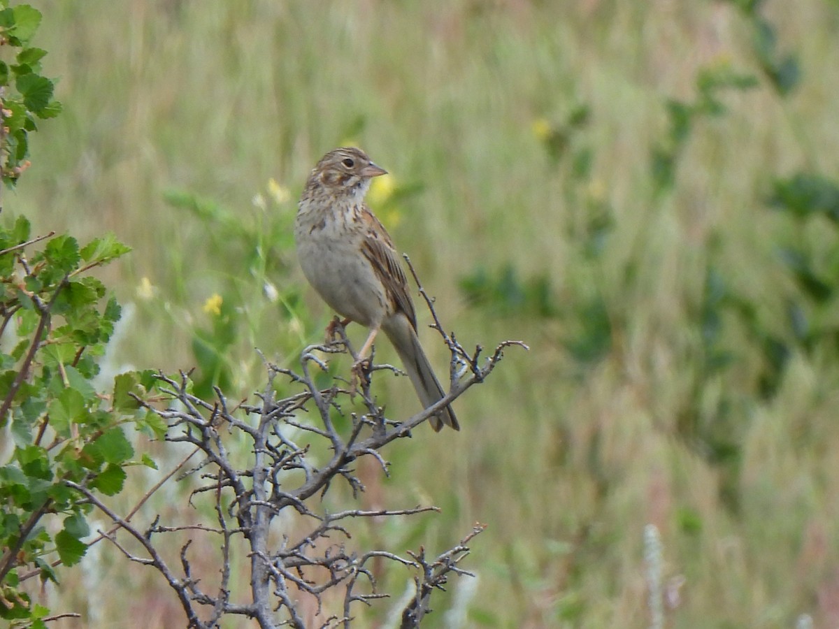 Vesper Sparrow - ML639351141