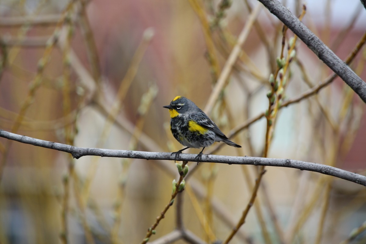Yellow-rumped Warbler (Myrtle x Audubon's) - ML639351143