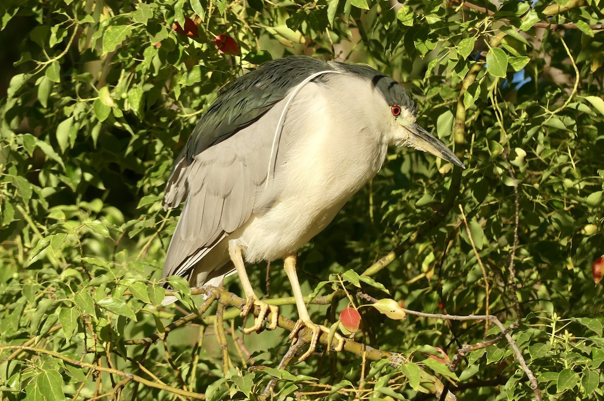 Martinete Común - ML639351159