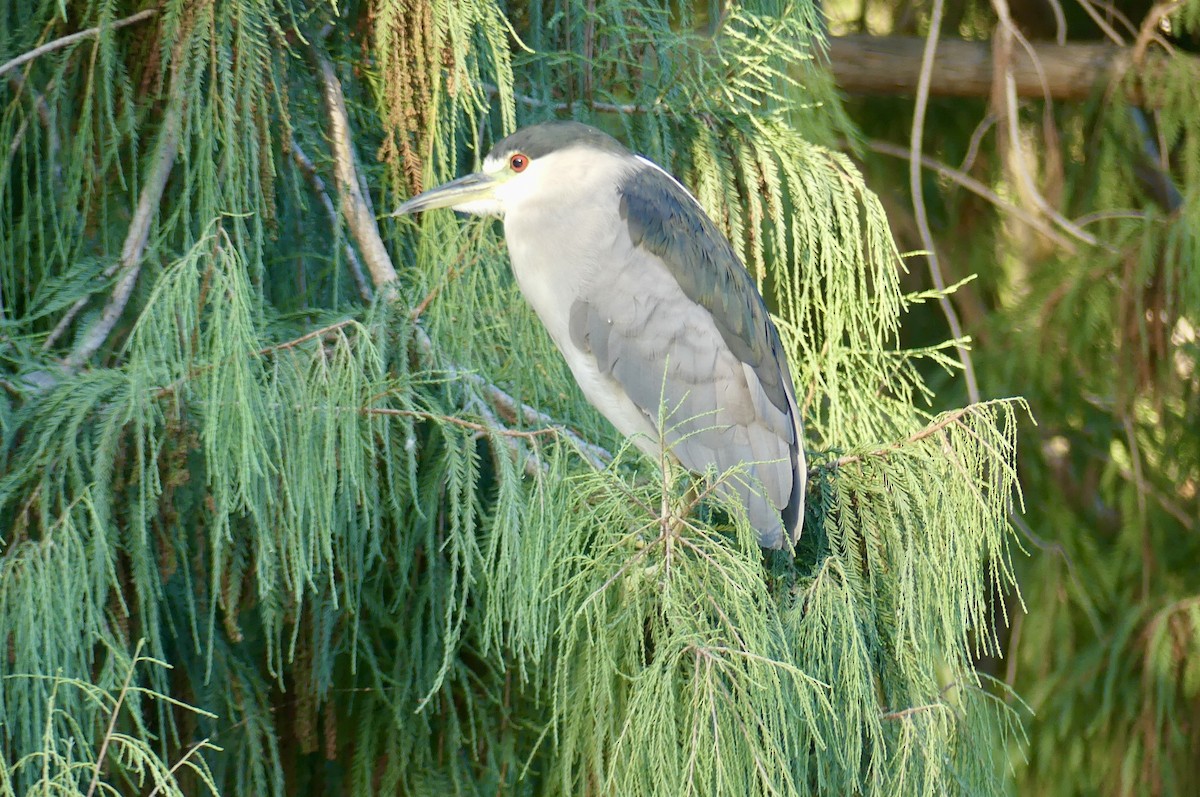 Martinete Común - ML639351160