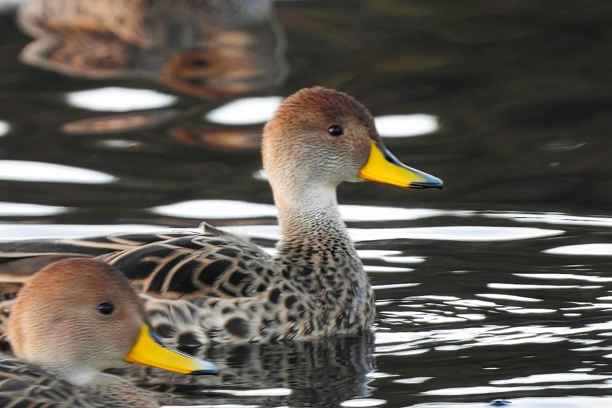 Yellow-billed Pintail - ML639351289
