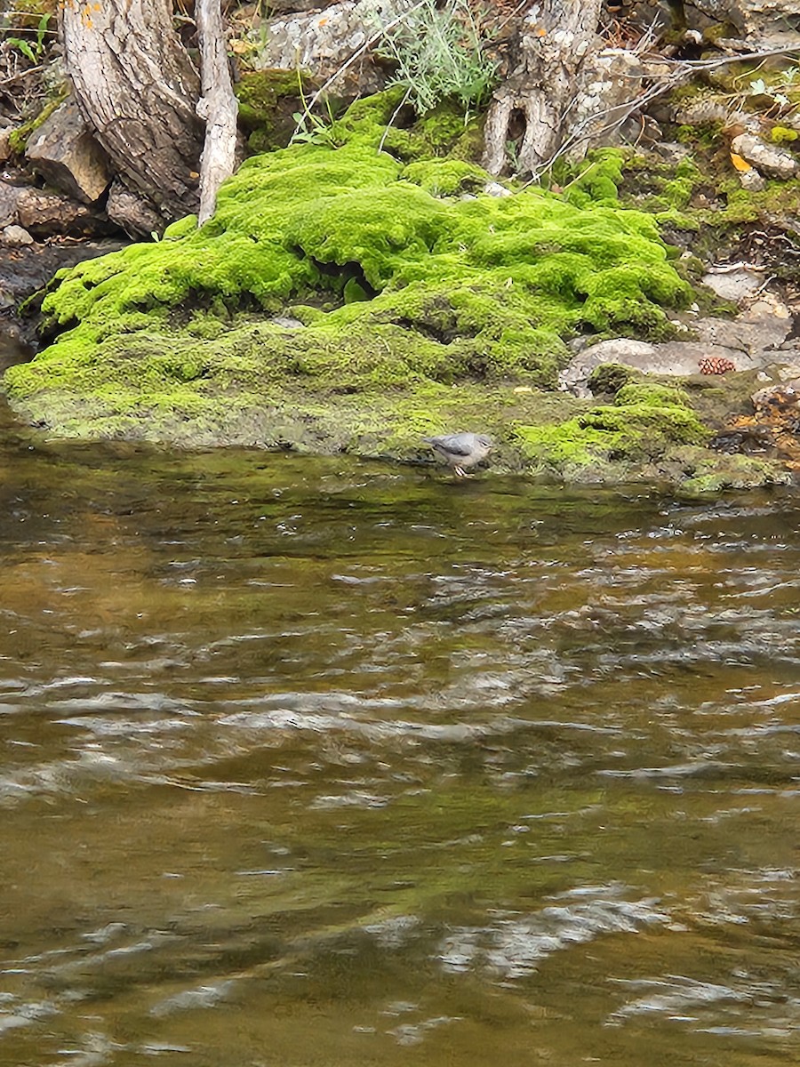American Dipper - ML639351324